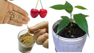 Growing cherry tree from seed time-lapsecherry germination how to grow
seedhow germinate a seedmusic: side path kevin macleod