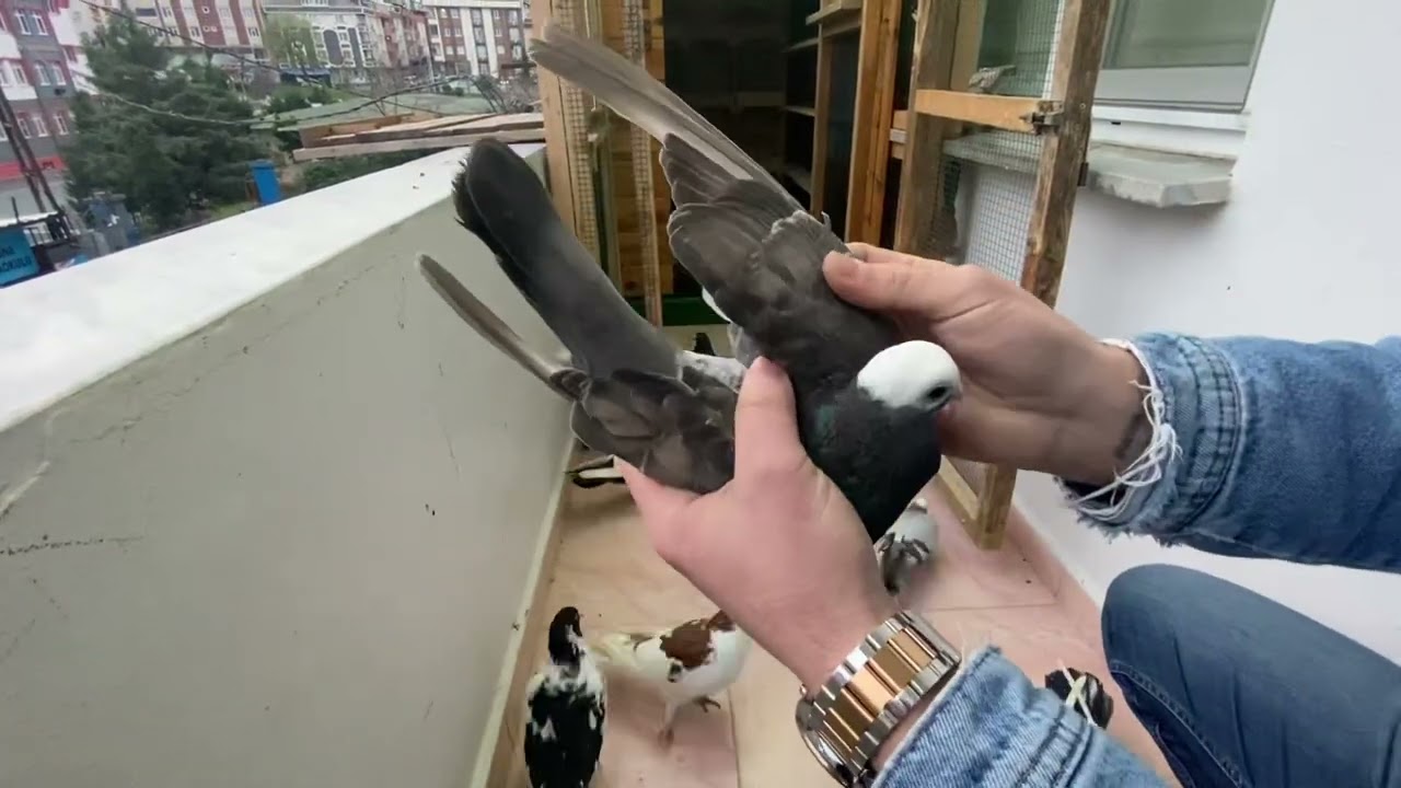 Balkonda güvercin uçumu