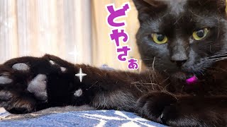 今日から『リビングの女王』は黒猫ナナのようです