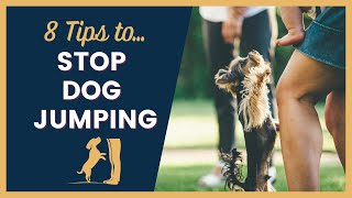 8 Tips to Stop Dog Jumping