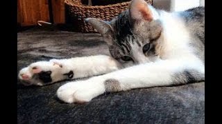 ホットカーペットのありなしで反応が変わる猫ちゃんの姿＆仕草がかわいい♡～Cat the reaction change without there of hot carpet.