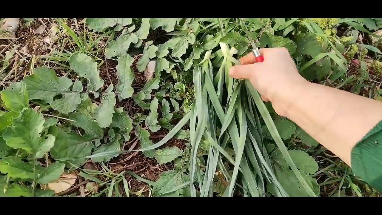 🌾💢Cennet köyümün şifalı otları