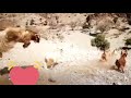 ماعز الجبال العمانيه