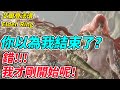 【艾爾登法環】你以為我結束了？錯!!!《我才剛開始呢！》塔羅牌師 vs 遊戲達人【平民百姓實況台】『Elden Ring』