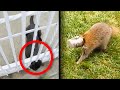 Some of the Craziest Places These Animals Got Stuck