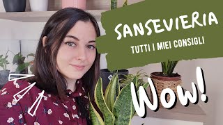 SANSEVIERIA: Cura e coltivazione // semplici consigli per i pollici ...
