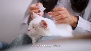 Petouch Pet Glucose Meter Operation Guide For Dogs Cats