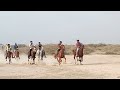 Kutch best horse racing in mandvi        
