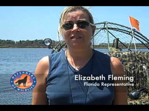 Defenders Reports from Chassahowitzka National Wil...