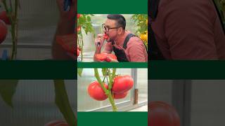 Индетерминантный сорт томата ЛАДЬЯ 🍅 #томаты  #помидор  #сорта  #дача  #рассада #ВиталийДекабрев