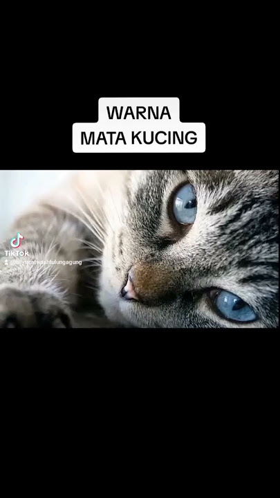 Warna mata kucing #faktakucing #faktaunikkucing #kucing #infokucing