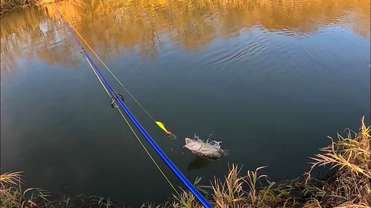 Szczupaki w styczniu 