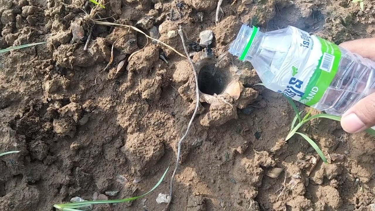 Trap Door Spiders or Ground Spiders