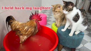Laugh till your stomach hurts😂!The rooster was very arrogant and was taught a lesson by the cat