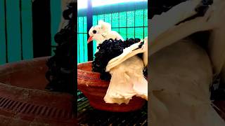 Most expensive pigeons breed |#fancypigeon #pigeon #shorts