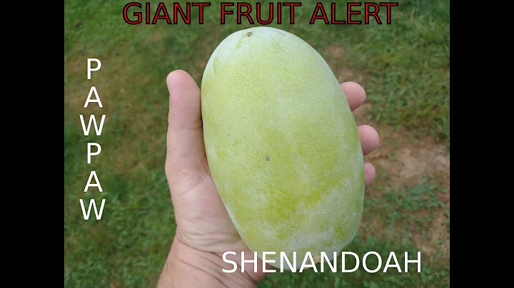 Pawpaws - Shenandoah - Meet the Cultivar Series - 04 -  (Asimina triloba)