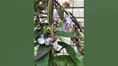 Praying mantis eats hummingbird alive!