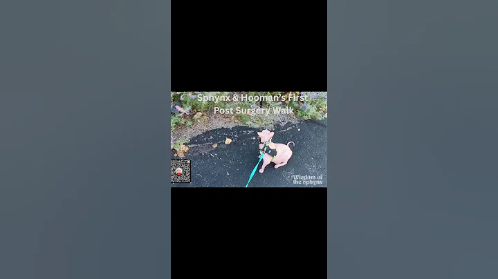 Video 10977661: sphynx cat walking, sphynx cat playing