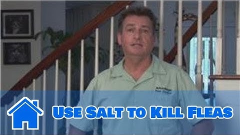 Home Pest Control : How to Use Salt to Kill Fleas