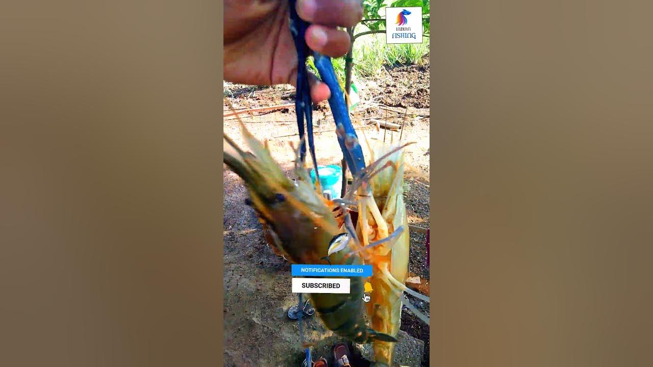 Amazing zinga fish 🦐short YouTube