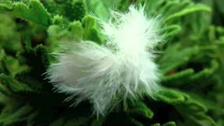 Tears In Heaven Eric Clapton- "Clapton Chronicles The best of Eric Clapton" Wikipedia -With Lyrics