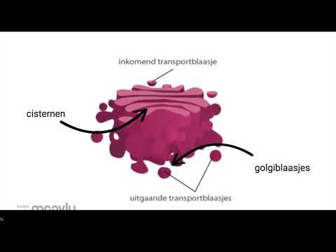 Video: Een Verfijnde, Gedifferentieerde Golgi In De Voorouder Van Eukaryoten