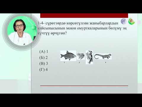 Video: Мышыктардагы заара жолунун инфекциясы