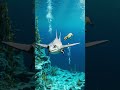 Reptiles Take Over | When Reptiles Ruled the Oceans #TriassicOcean#OceanEvolution#Shorts