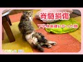 ②下半身麻痺のシャルちゃん 【脊髄損傷】【保護猫】#シャルロット