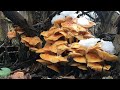Зимние грибы в январе 2020. Фламмулина от сбора до приготовления