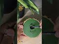 Youtube short  short  painting  acrylic painting  wooden coaster