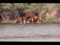 Salt River wild horses Rio&#39;s Band
