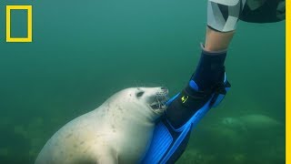 Ces grands phoques jouent avec une plongeuse