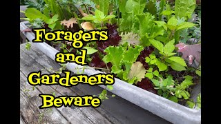 Foragers and Gardeners Beware