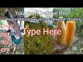 Little Baby Girl 3 Year's old Cute Smart Hardwork in field |Rice threshing..