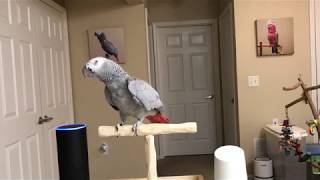 'Alexa. Play Rock 'N Roll' Says Petra the African Grey.