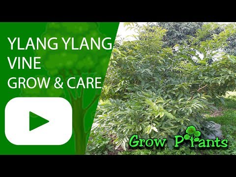 Ylang ylang vine - (Artabotrys hexapetalus) grow and care