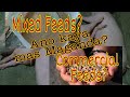 Mixed feeds vs commercial feeds  kayo na humusga