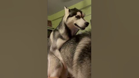 Funny husky video… puppy humps on big dog #viral  #funnyhusky #puppy