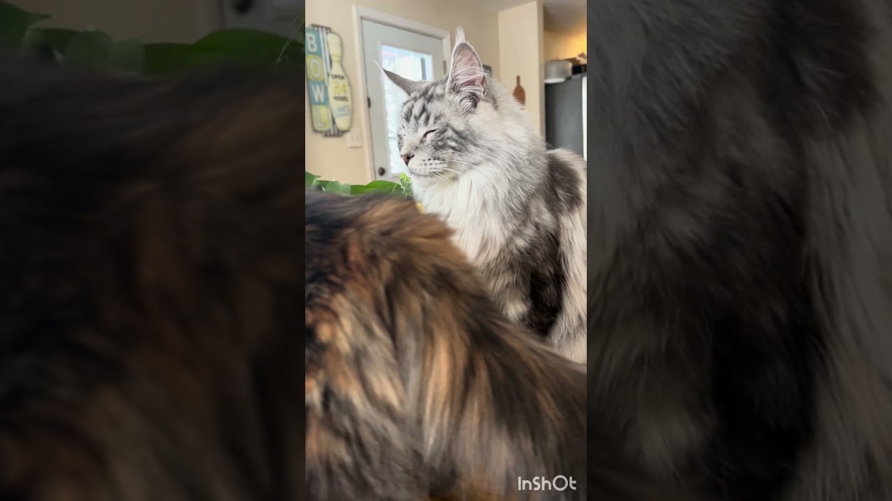 A DAY IN THE LIFE OF A TEEN AUTHOR (snow day!) #teenauthorspublished