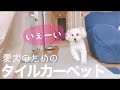 【東リ　タイルカーペット】愛犬のためにタイルカーペット敷いてみた！