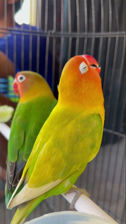 Lovebird konslet dengan gaya mirip sang legenda kusumo #burungjawara #kenaribetina #lovebirdkonslet