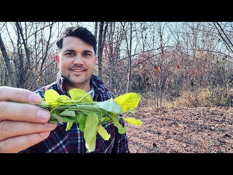 Video: Ce face o frunză?