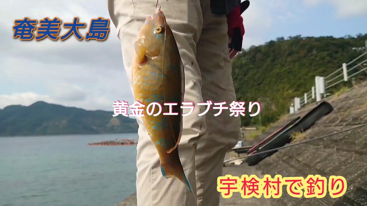 奄美大島　宇検村で釣り　黄金のエラブチ祭り