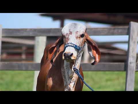 LOTE 13  DEUSA FIV ESTÂNCIA K BRAN630