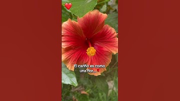Thumbnail of El cariño es como una flor 🌺 #music #love #shots