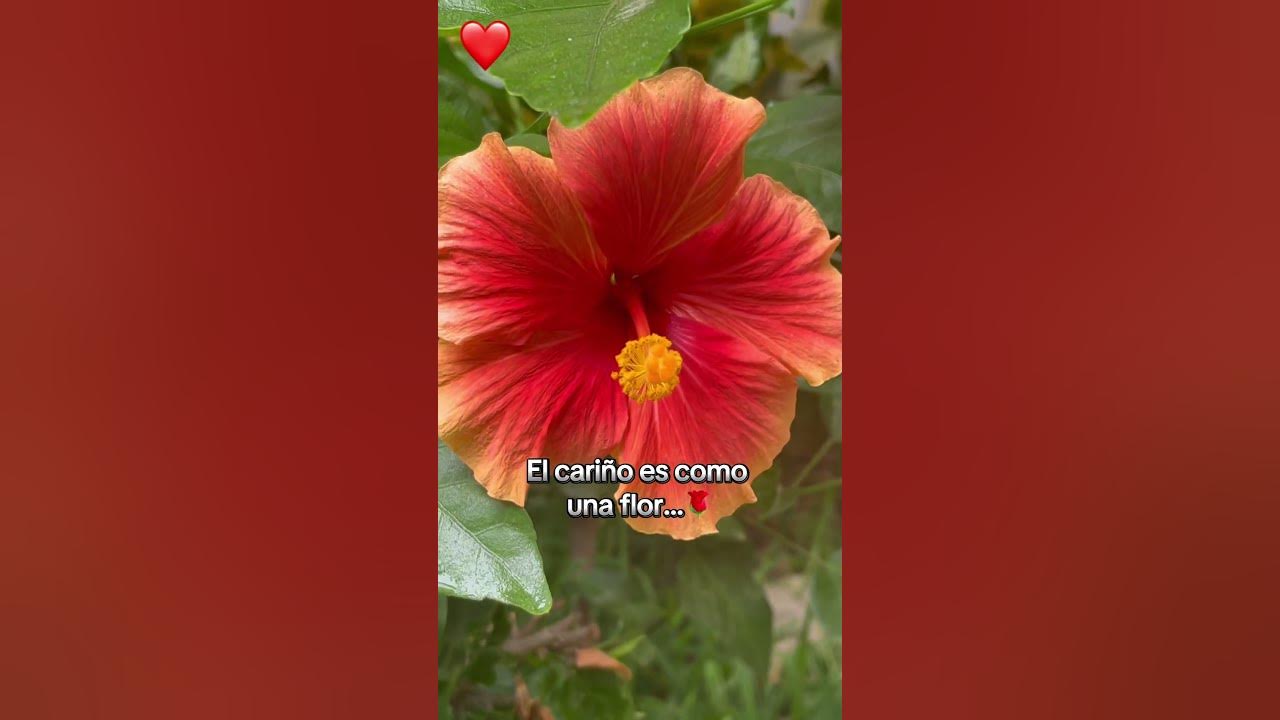 El cariño es como una flor 🌺 #music #love #shots