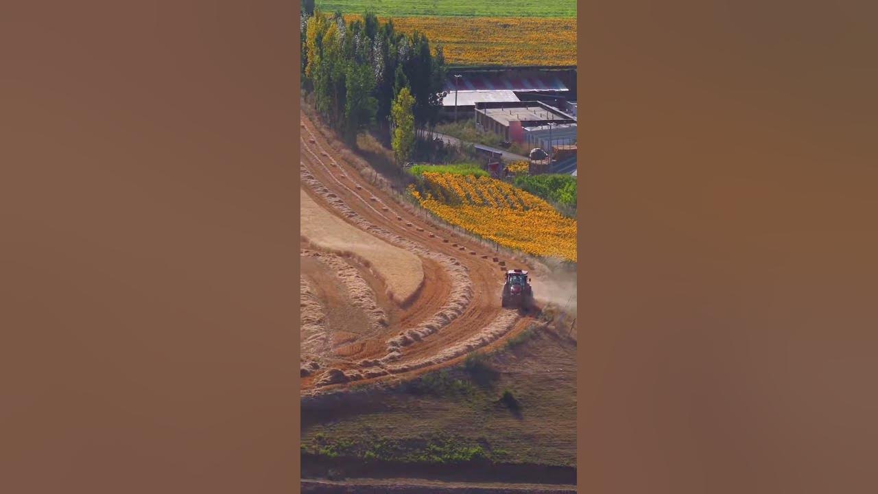 Golden #Wheat & Sunset Views – #Harvest Time in Kuerdening, #Xinjiang