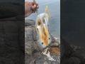磯は危険です #short #squid #エギング