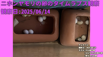 【Memorandum】 2025年06月14日 RPi-Cam-Web-Interfaceを用いたニホンヤモリの卵のTimelapse観察